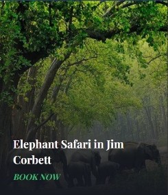 Elephant Safari in Jim Corbett