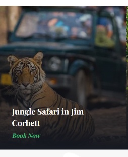 Jungle Safari in Jim Corbett