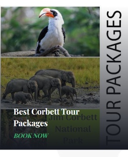Best Corbett Tour Packages